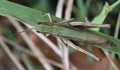 Réf. 193 996 : Chorthippus dorsatus dorsatus